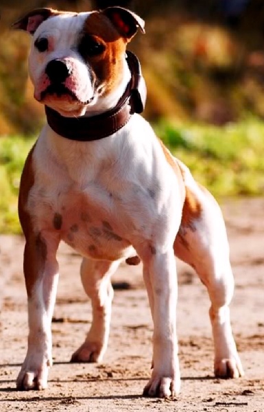 Olympic Stafford - Staffordshire Bull Terrier - Portée née le 27/08/2016